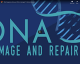 TED Ed - What happens when your DNA is damaged? - Monica Menesini