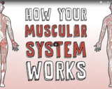 TED Ed - How your muscular system works - Emma Bryce