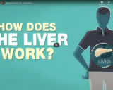 TED Ed - What does the liver do? - Emma Bryce