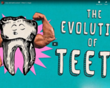 TED Ed - How did teeth evolve? - Peter S. Ungar