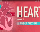 The Heart, part 1 - Under Pressure: Crash Course A&P #25