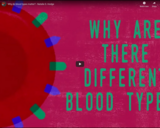 TED Ed - Why do blood types matter? - Natalie S. Hodge