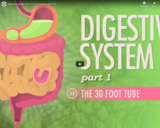Digestive System, Part 1: Crash Course A&P #33