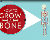 TED Ed - How to grow a bone - Nina Tandon