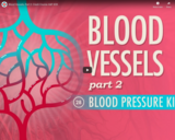 Blood Vessels, part 2: Crash Course A&P #28