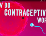 TED Ed - How do contraceptives work? - NWHunter