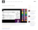 Genotypes & Phenotypes