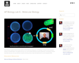 Molecular Biology (Lab 6)