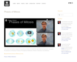 Phases of Mitosis