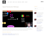 Signal Transduction in Pathways