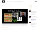 Stickleback Evolution