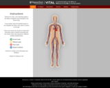 Vital: An Interactive Guide to the Effects of VITamins & minerALs in the body systems