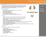 GVL - Urinary System