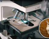 How to Use and Care for a Microscope (& Oil Immersion)