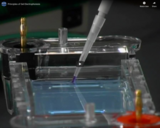 Principles of Gel Electrophoresis