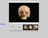 Forensics skull specimen 1 - female - European-American