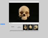 Forensics skull specimen 2 - female - Asian