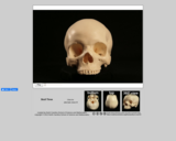 Forensics skull specimen 3 - female - African-American