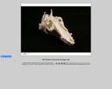 360-degree rotation of a Pig Upper Jaw