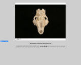 360-degree rotation of a domestic Sheep Upper Jaw