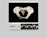 Forensics specimen female pelvis high-angle view