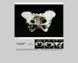 Forensics specimen female pelvis low-angle view