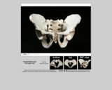 Forensics specimen male pelvis low-angle view