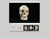 Forensics skull specimen 4 - male - European-American