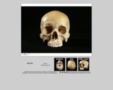 Forensics skull specimen 6 - male - Asian