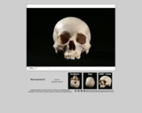 Forensics skull specimen E