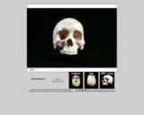 Forensics skull specimen I