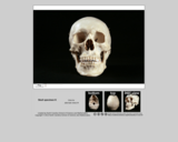 Forensics skull specimen K