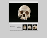 Forensics skull specimen L