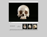 Forensics skull specimen M