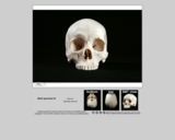 Forensics skull specimen N