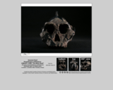 Hominid skull - Paranthropus aethiopicus KNM-WT 17000