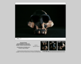 Hominid skull - Australopithecus afarensis AL 288-1 "Lucy"