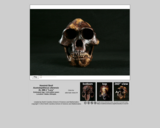 Hominid skull - Australopithecus afarensis AL 288-1 "Lucy"