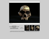 Hominid skull - Australopithecus africanus STS 5 "Mrs. Ples"