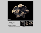 Hominid skull - Paranthropus boisei KNM-ER 406