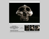 Hominid skull - Paranthropus boisei OH5 (without jaw) "Nutcracker Man"