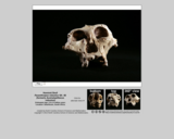 Hominid skull - Paranthropus robustus SK-48