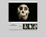 Hominid skull - Chimpanzee