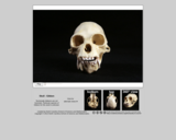 Hominid skull - Gibbon