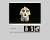 Hominid skull - Gorilla (adult)