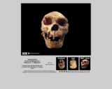 Hominid skull - Homo heidelbergensis Atapuerca 5 "Miguelon"