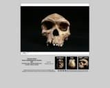 Hominid skull - Homo heidelbergensis Broken Hill