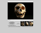 Hominid skull - Homo neanderthalensis La Chapelle-aux-Saints 1 "The Old Man"