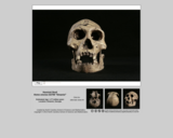 Hominid skull - Homo erectus D2700 "Dmanisi"