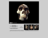 Hominid skull - Homo erectus "Peking Man" reconstruction